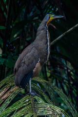 Tiger heron in Tortuguero, Costa Rica