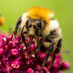 Blüte mit Hummel