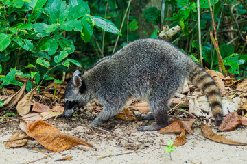 Crab-eating raccoon (Procyon cancrivorus)  in Cahuita National Park, Costa Rica