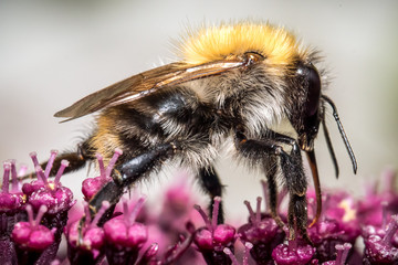 Hummel
