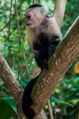 White-headed capuchin monkey (Cebus capucinus) in Cahuita National Park, Costa Rica