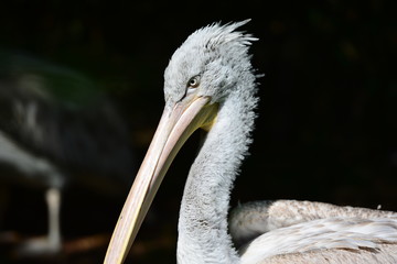 Pelican close up