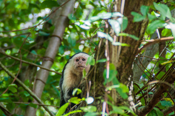 White-headed capuchin monkey (Cebus capucinus) in Cahuita National Park, Costa Rica