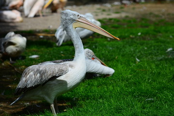 Pelican on the grass