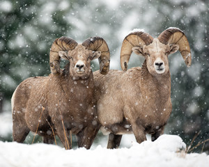 Snow Buddies-Bighorn Sheep Rams - obrazy, fototapety, plakaty