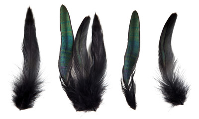 Green, blue and turquoise cock's feathers isolated on white background