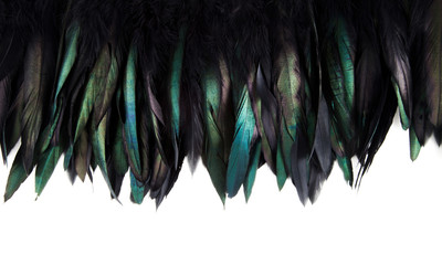Green, blue and turquoise cock's feathers isolated on white background