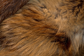 Classy and luxurious red fox fur