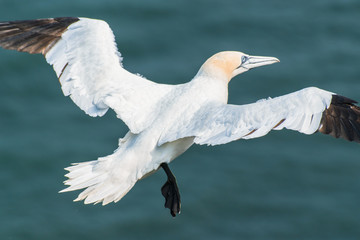 Gannet in flight