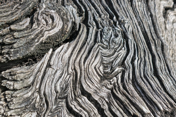 old tree, abstract pattern