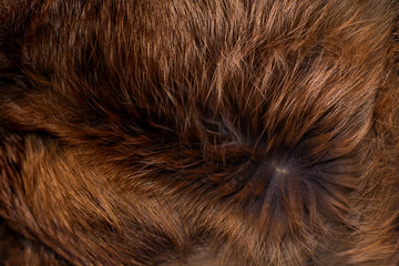 Classy and luxurious red fox fur