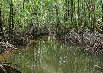 Cruising the River amongst the Mangrove Trees in Mangrove Forest of Thailand 