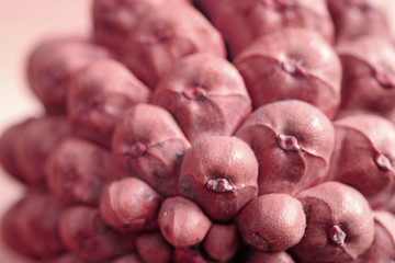 Closed up dry pine cone's bottom in pink color with selective focus for background, banner, pattern  