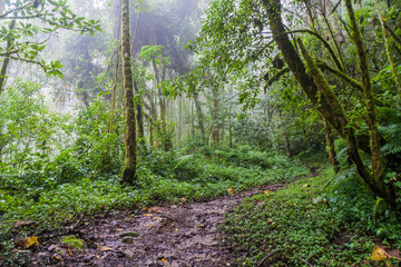 Hiking trail Sendero Los Quetzales in National Park Volcan Baru during rainy season, Panama.