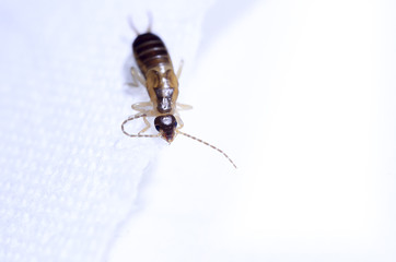 Earwig