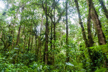 Obraz premium Cloud forest in National Park Volcan Baru, Panama.