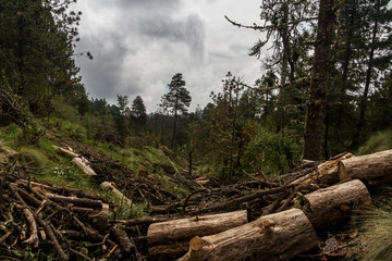 Chopped trees on a mexican forest with a dramatic cloudy sky