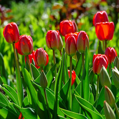 Bright spring tulips on a flower bed