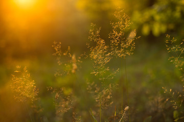 Abstract background of beautiful meadow plants in orange sunset sunlight 