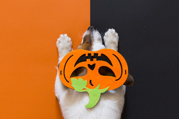 cute little dog lying on the floor with a costume pumpkin. Halloween concept. orange and black...