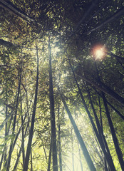 Fototapeta premium Bosque de bambues juntandose en el cielo