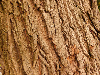 TREE TEXTURE