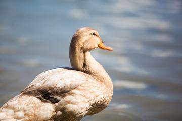 Ducks