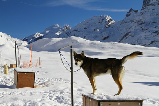 SLED DOG IN WINTER MOUNTAIN LANDSCAPE