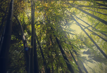 Naklejka premium Bosque de bambúes juntándose en el cielo