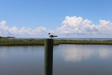 pier with bird dauphin island alabama