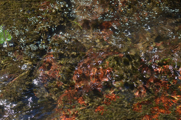 Rippled fresh water of a mountain river with colorful bottom 