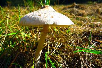 Mushroom