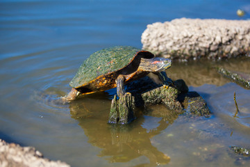Fototapeta premium Turtle in Water