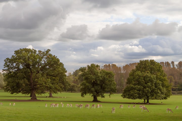 Deers graze in a park in England. UK