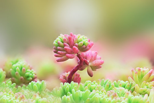 A close-up of pink and green sprout of Spanish stonecrop, Sedum hispanicum, under the carpet of smaller plants. Some of trange thick leaves are covered with lots of pink dots.