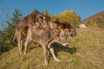 cows