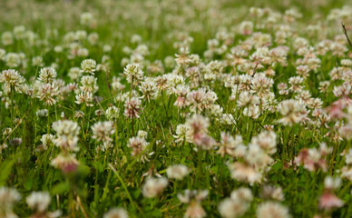 White clovers (Trifolium repens)