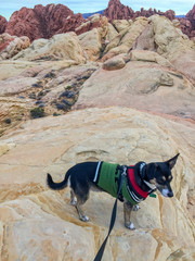 Little dog in green pullover. Colorful sandstone background