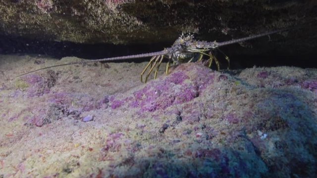 Caribbean spiny lobster in a coral reef