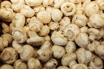 mushrooms background