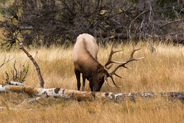Young bull elk raking tree