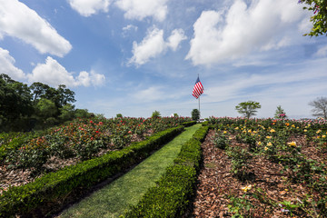 american flag in rose garden