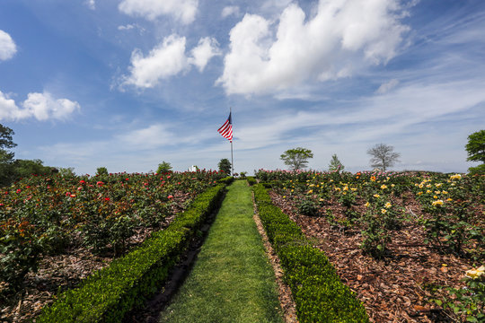 american flag in rose garden