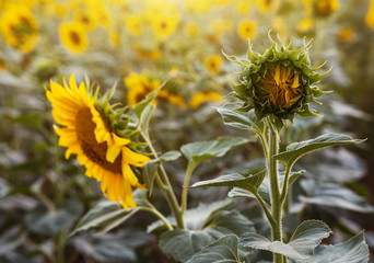 Sunflower in the field