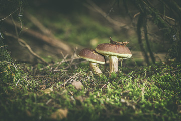 Wild Mushrooms in Forest