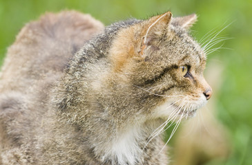 Scottish Wildcat (felix sylvestris)
