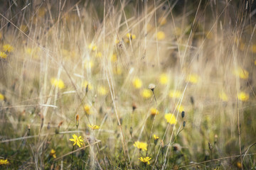 Summer Wild Flower Meadow