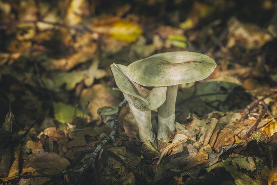 Wild Fungi and Dry Leaves