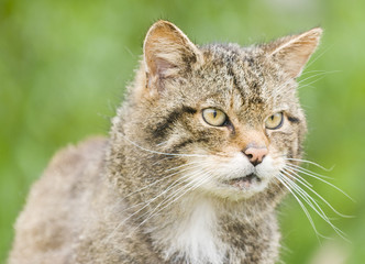 Scottish Wildcat (felix sylvestris)