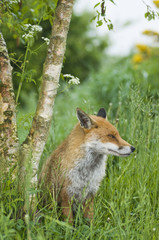 Red fox  (vulpes vulpes)